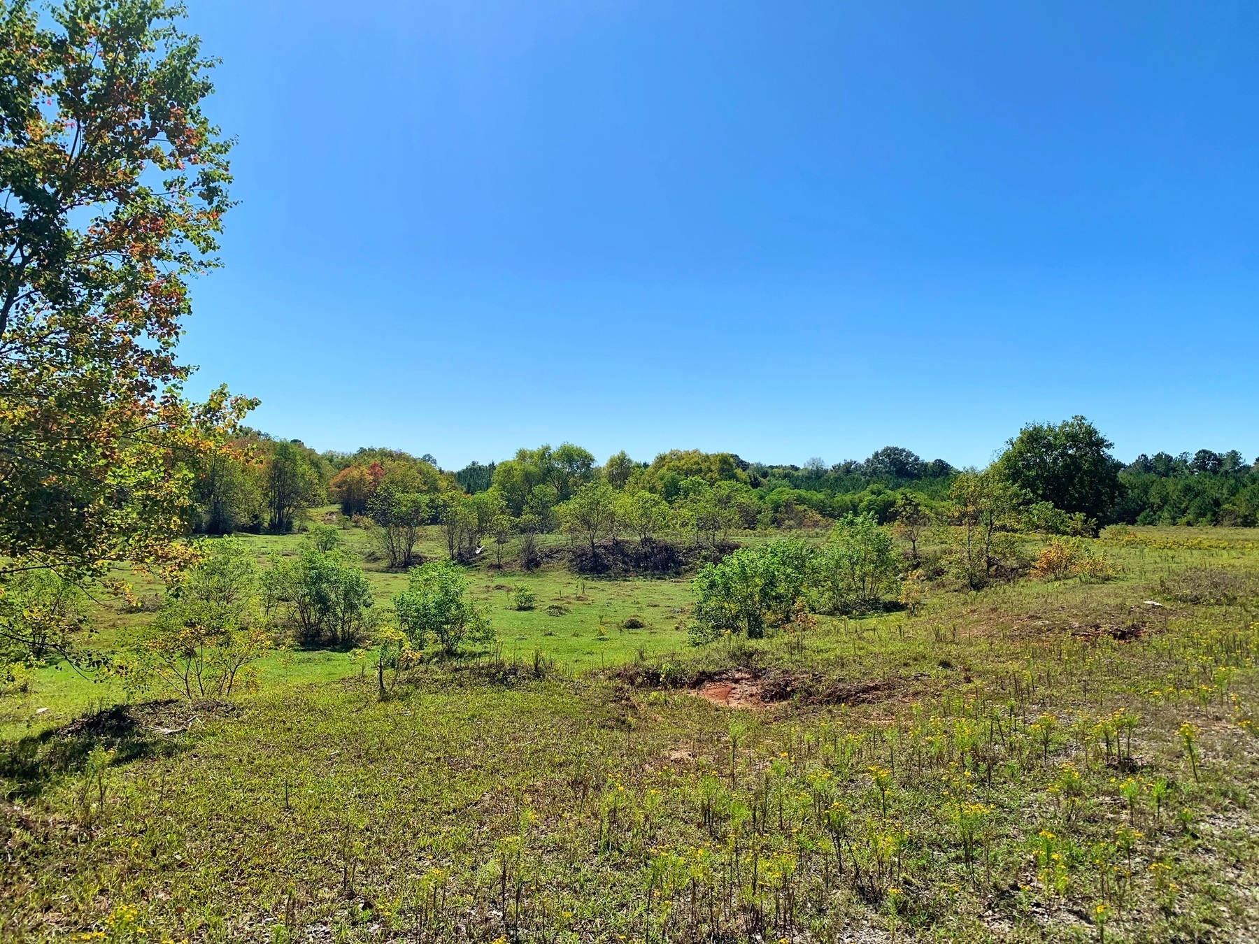 Brewer Road Property Land for Sale Alabama Land Company