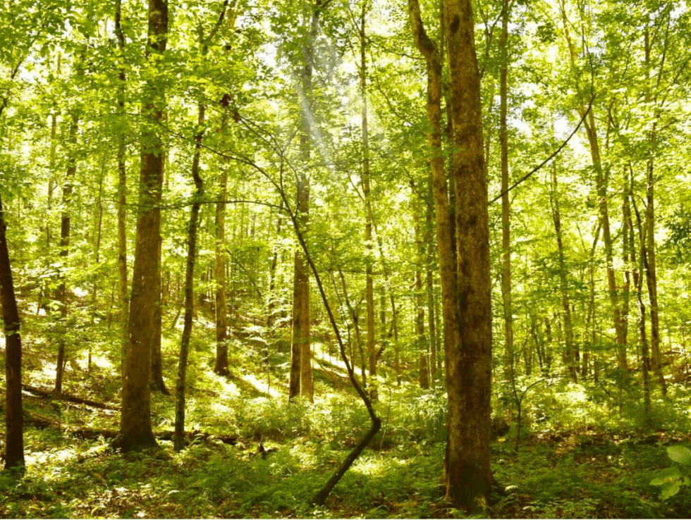 Sales Highlights Land for Sale Alabama Land Company