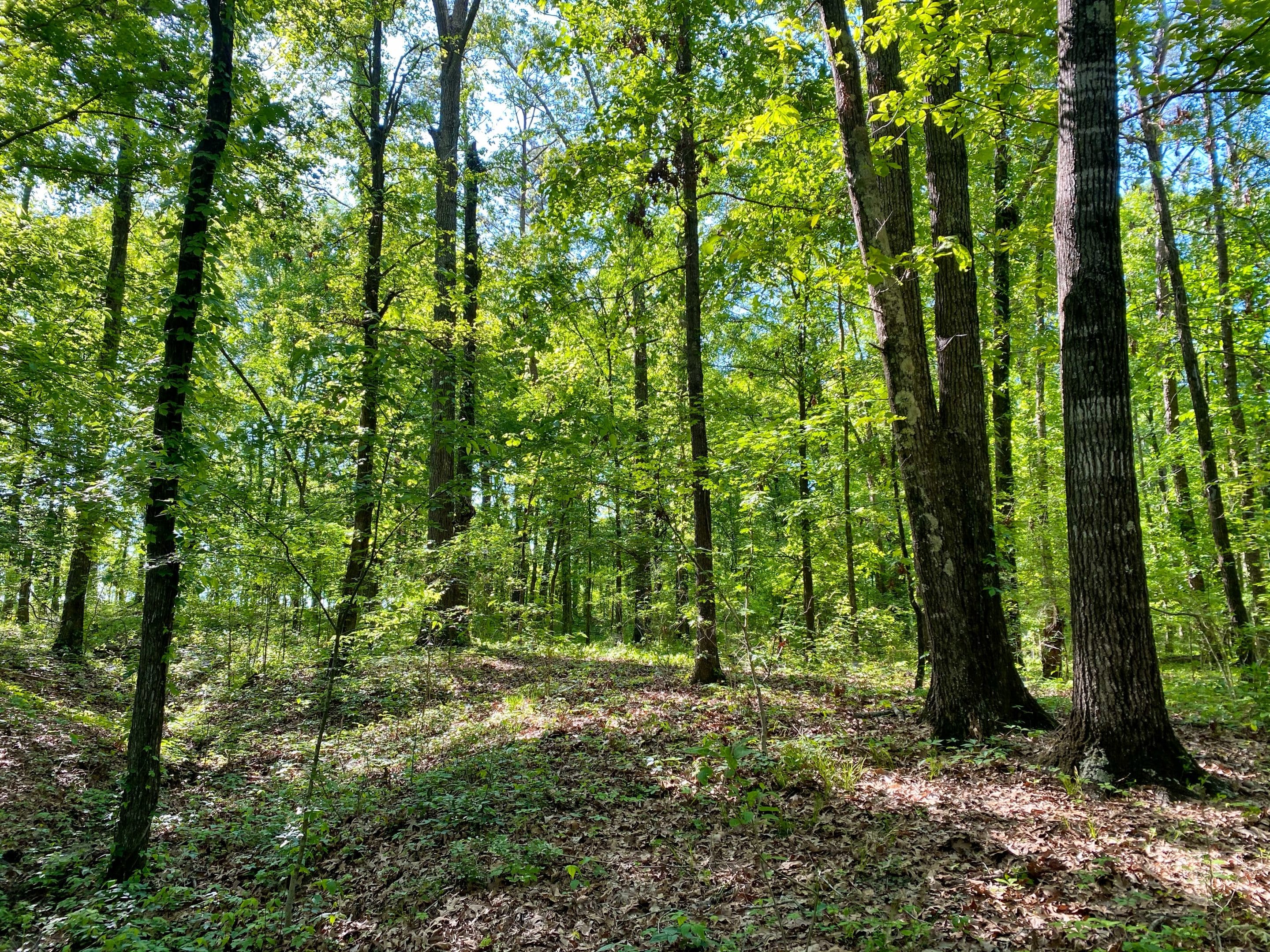 E. Old Hayneville Road Tract Land for Sale Alabama Land Company