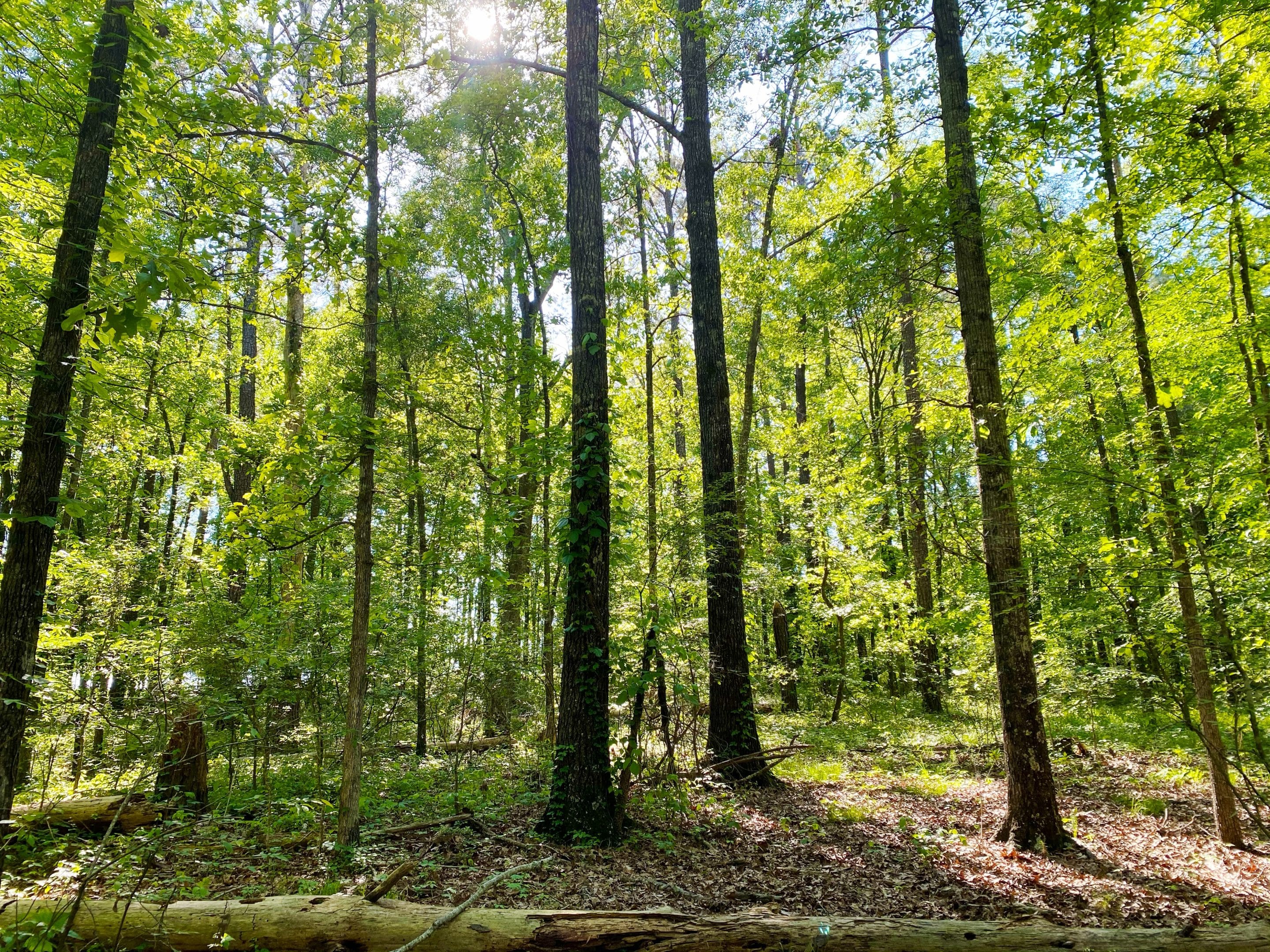 E. Old Hayneville Road Tract Land for Sale Alabama Land Company