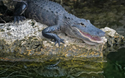 Alligator Season Registration opened June 2