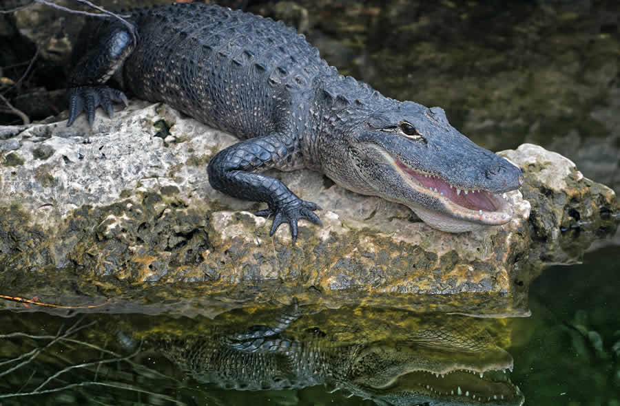 Alligator Season Registration opened June 2