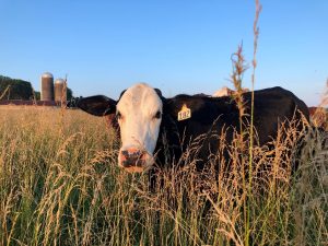 Finding property for rural living, from large farms to mini-farms.