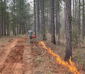 Controlled burn as part of Alabama land management.