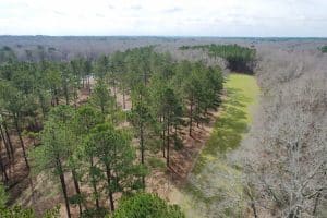 Timberland Investment property in Alabama may require land management and wildlife management to thrive.